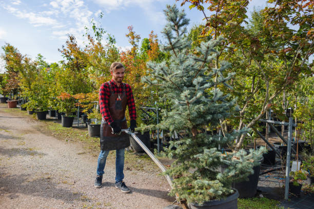 Best Tree Maintenance Programs  in Buchanan, VA